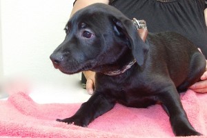 Picture of Rambler