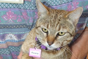 Picture of Rosie Posie