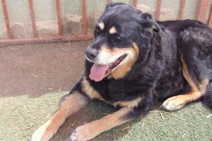 Picture of Sabo