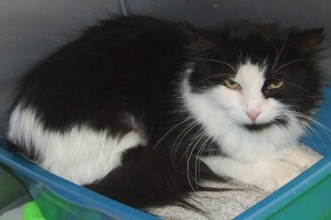 Picture of Sadie