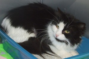 Picture of Sadie