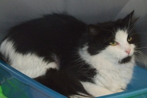 Picture of Sadie