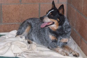 Picture of Sarge
