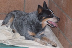 Picture of Sarge