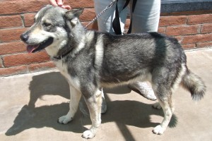 Picture of Smoky
