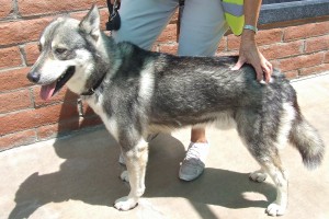 Picture of Smoky