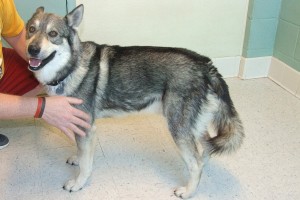 Picture of Smoky