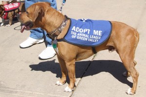 Picture of Tater