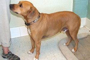 Picture of Tater