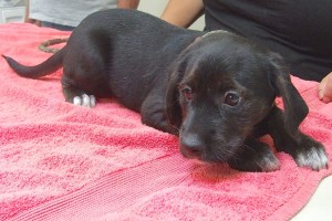 Picture of Tippy