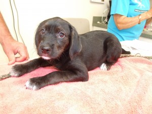 Picture of Tippy