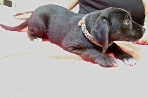 Picture of Tippy