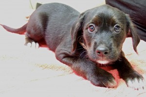 Picture of Tippy