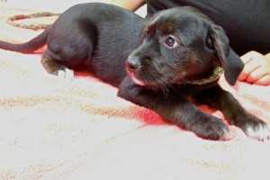 Picture of Tippy