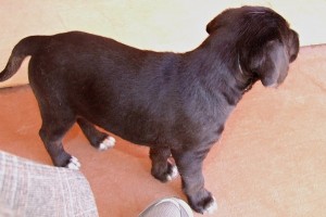 Picture of Tippy