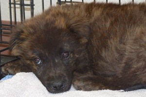 Picture of Violet