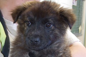 Picture of Violet