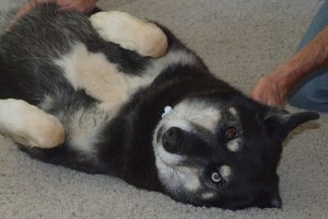 Picture of Zoey