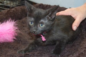 Picture of Allegra