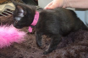 Picture of Allegra