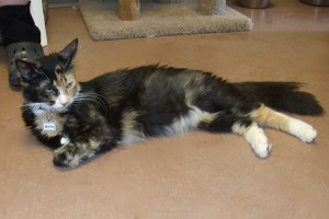 Picture of Bella