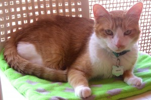 Picture of Bert