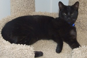Picture of Blue