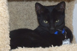 Picture of Blue