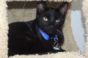 Picture of Blue