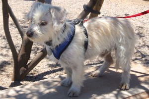 Picture of Cody