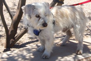 Picture of Cody