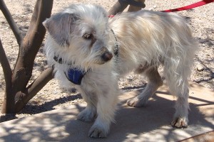 Picture of Cody