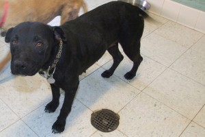 Picture of Cookie