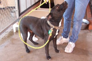 Picture of Cookie