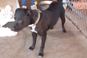 Picture of Cookie