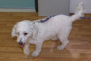 Picture of Curly