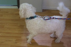 Picture of Curly