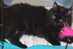 Picture of Darby