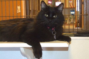 Picture of Darby