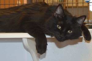 Picture of Darby