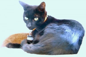 Picture of Dash