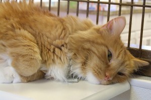 Picture of Ernie