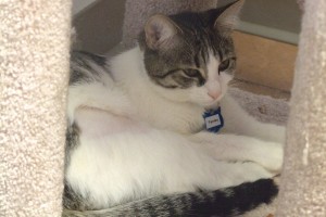 Picture of Fenley