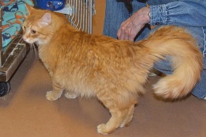 Picture of Flounder
