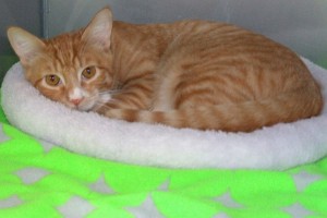 Picture of Frankie