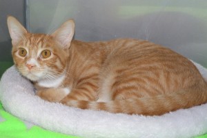 Picture of Frankie