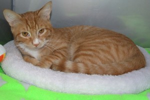 Picture of Frankie