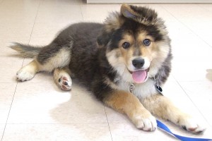 Baby Frodo