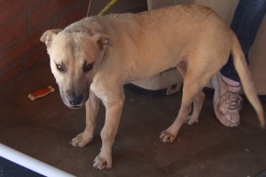 Picture of Gingersnap