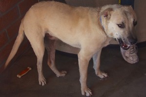 Picture of Gingersnap